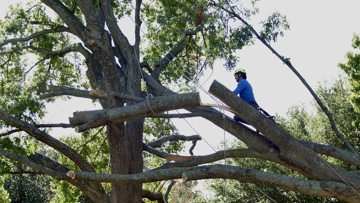 Professional Crown Thinning performed by certified arborists in Beauty