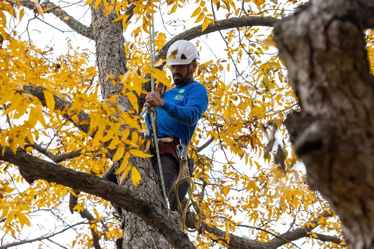 Skilled Tree Trimming crew working in Beauty