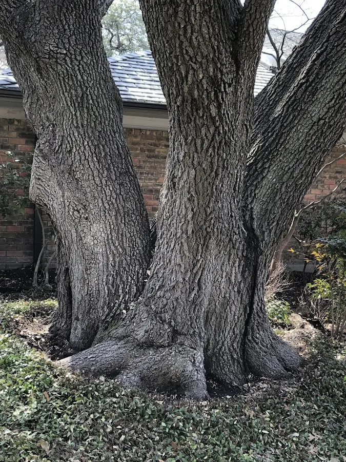 Mature heritage tree close to a Beauty property cared for by certified arborists