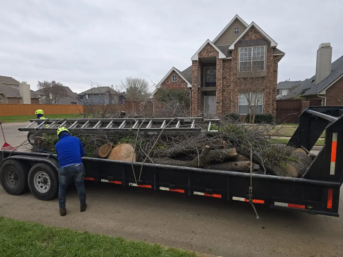 Expert Tree Pest Control with proper safety equipment in Beauty